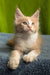 Weles | maine coon kitten