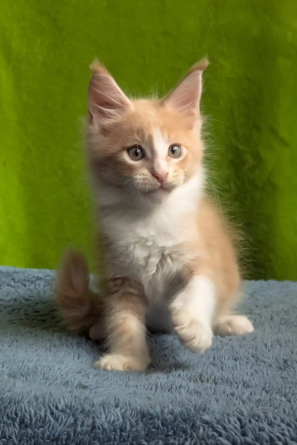 Weles | maine coon kitten