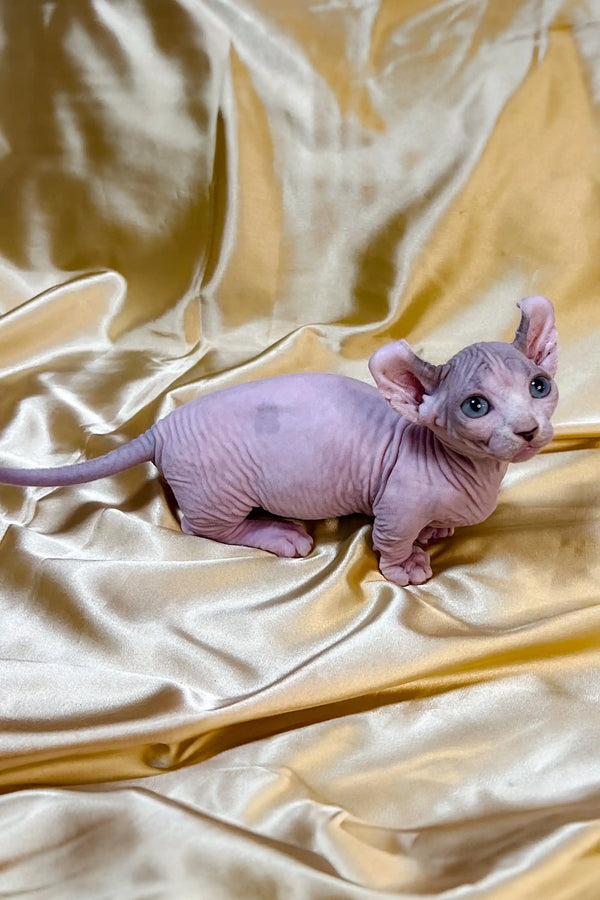 Cute Hairless Sphynx Dwelf Kitten with wrinkled pink skin and big ears ready for love