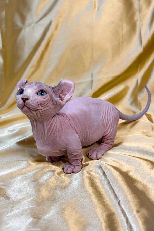 Adorable Hairless Sphynx Dwelf Kitten with wrinkled pink skin and big ears