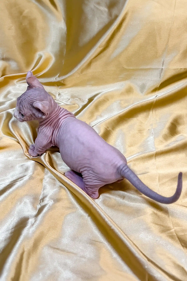 Hairless Dwelf Kitten with wrinkled skin snuggled on soft fabric