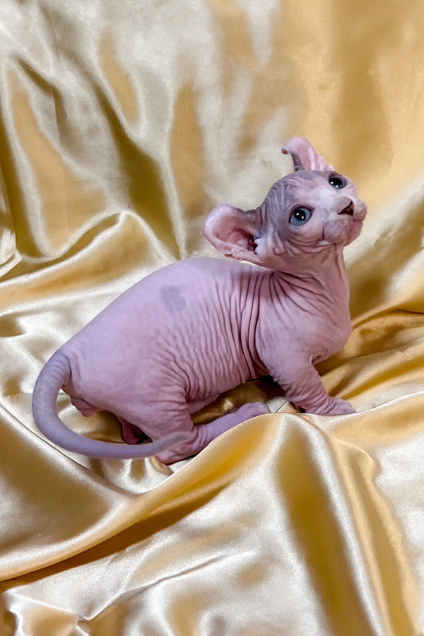 Hairless purple Dwelf kitten with big ears on silky fabric for a cozy vibe