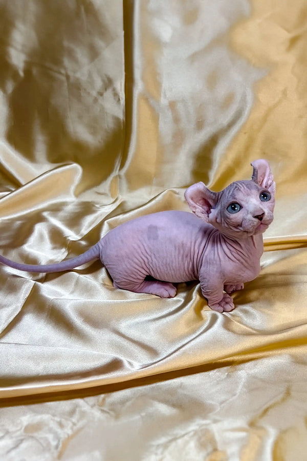 Adorable Dwelf Kitten with wrinkled skin and big blue eyes, super cute pet!