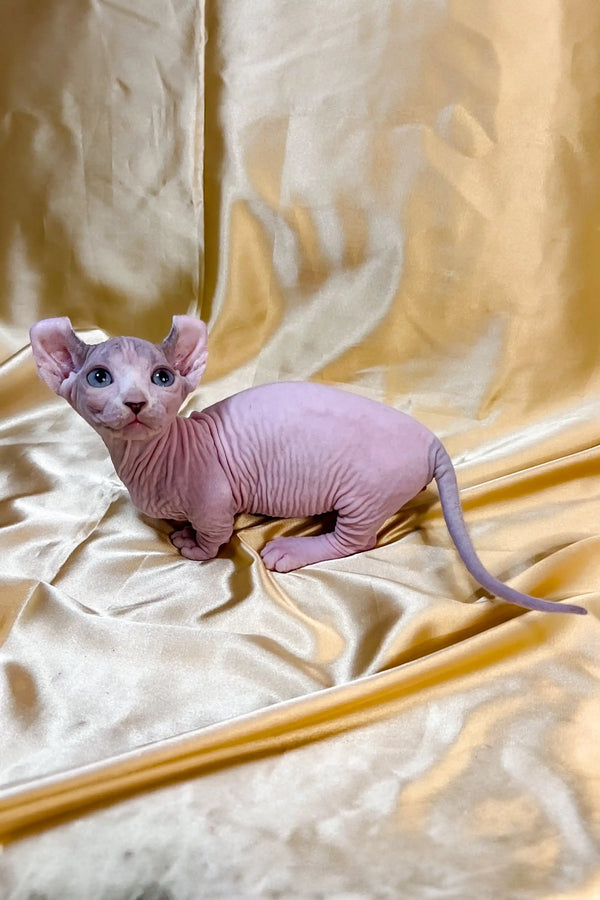 Hairless pink Dwelf kitten with large ears sitting on soft fabric
