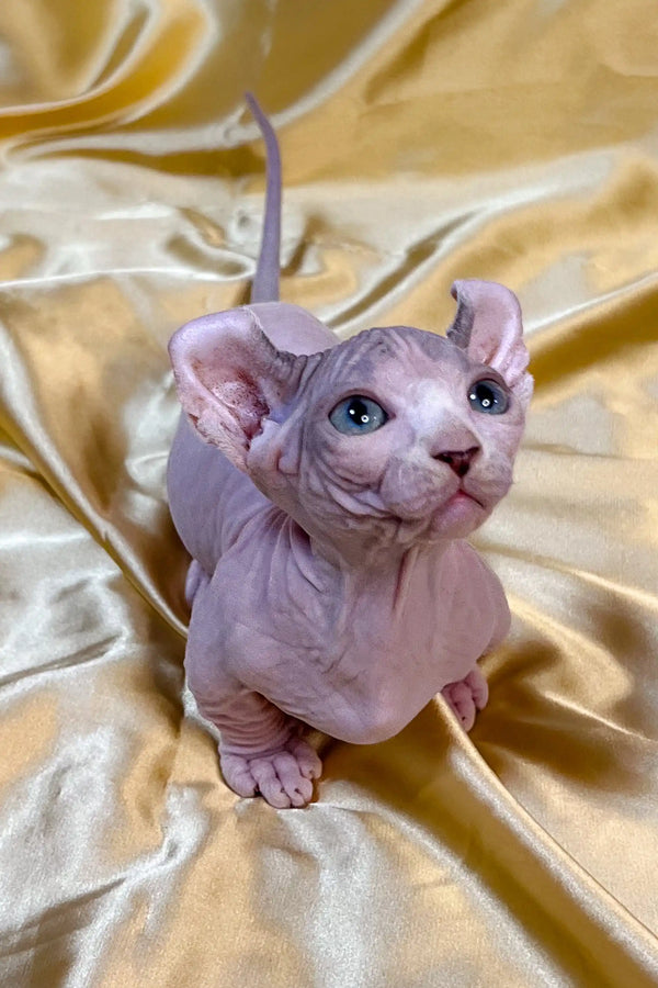 Adorable Hairless Sphynx Dwelf Kitten with wrinkled pink skin and big blue eyes
