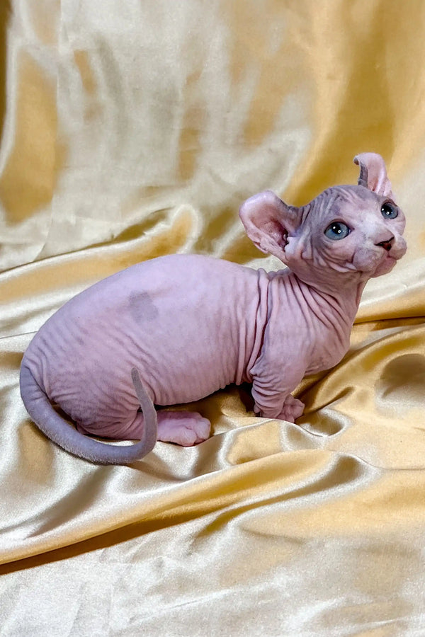 Cute Hairless Sphynx dwelf kitten with wrinkled pink skin and big ears