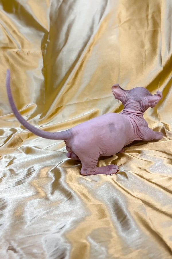 Cute Hairless Dwelf Kitten with wrinkled skin on cozy fabric