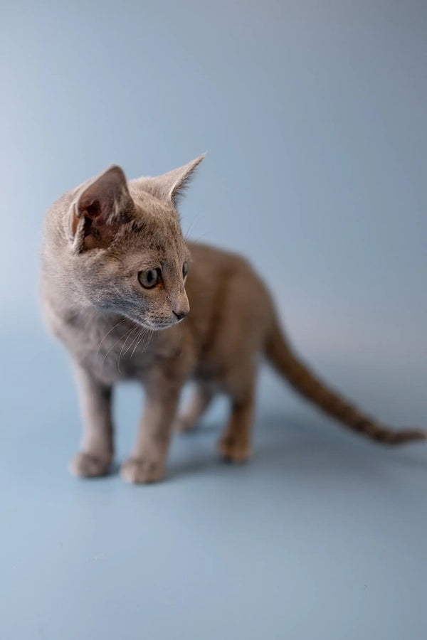 Pale beige Russian Blue kitten with alert ears and wide eyes, perfect for cuddles