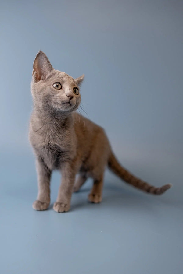 Adorable Gray Russian Blue Kitten with big ears and a curious expression