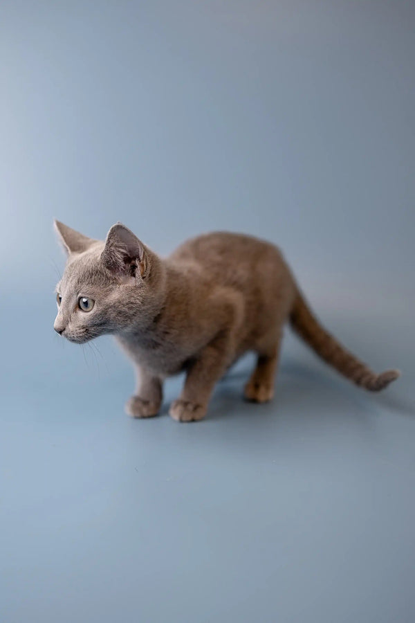 Gray Russian Blue Kitten with alert posture and pointed ears, ready to play