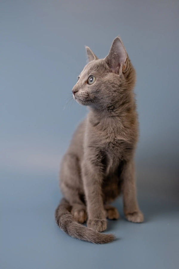 Gray Russian Blue kitten sitting upright with an alert and adorable expression
