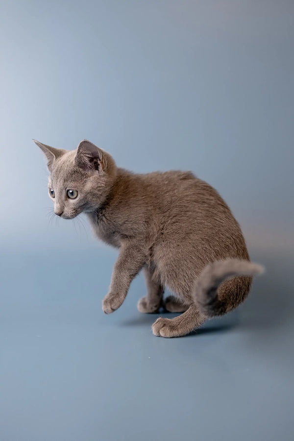 Gray Russian Blue kitten Wendi sitting alert and curious, ready to play