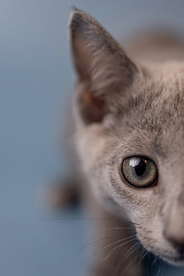 Close-up of Wendi, a Russian Blue kitten with an enchanting green eye