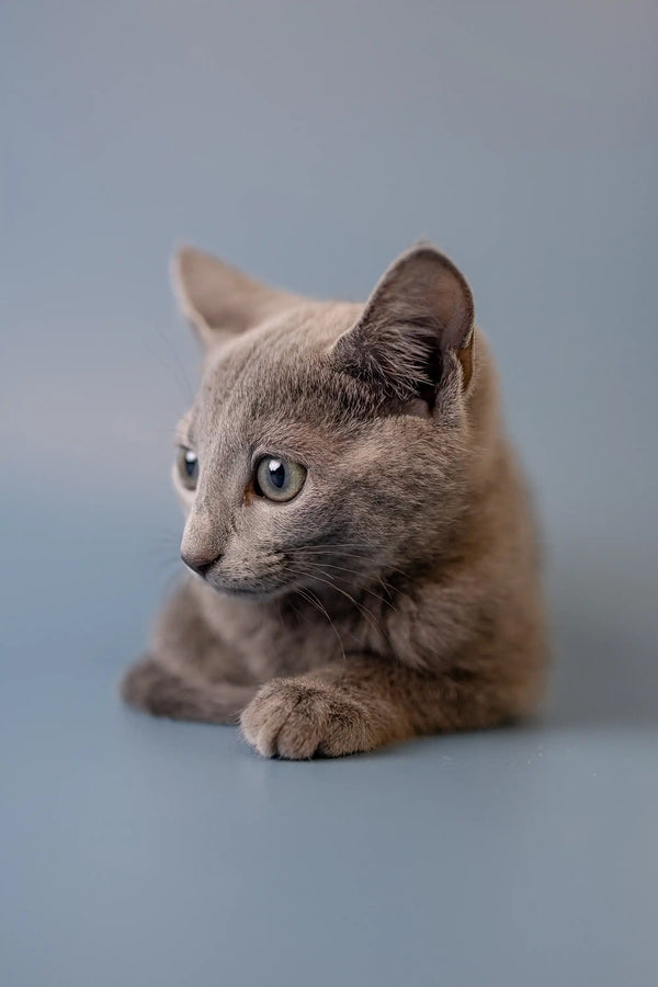 Gray Russian Blue kitten with alert eyes and cute folded paws, perfect for any home