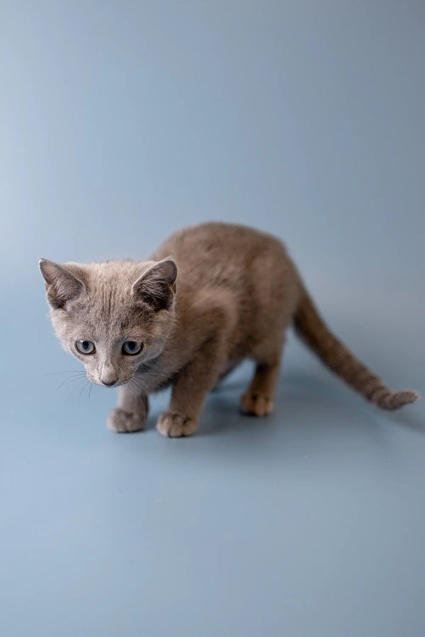 Gray Russian Blue kitten with alert eyes and a curious posture, perfect for pet lovers
