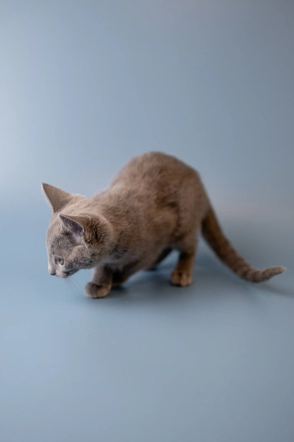 Tan cat in a stalking pose next to Wendi, the adorable Russian Blue Kitten