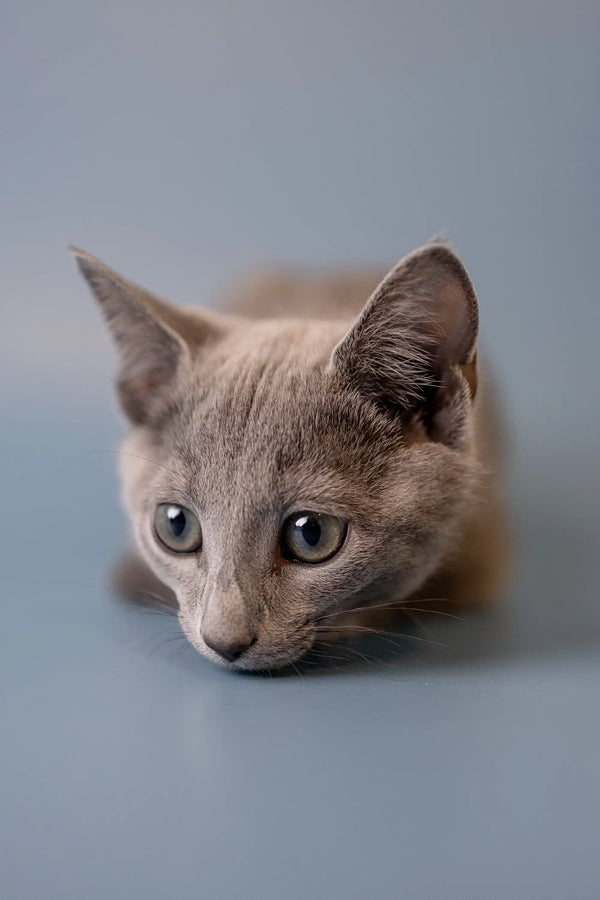 Gray Russian Blue kitten with alert eyes and pointed ears, perfect for any cat lover