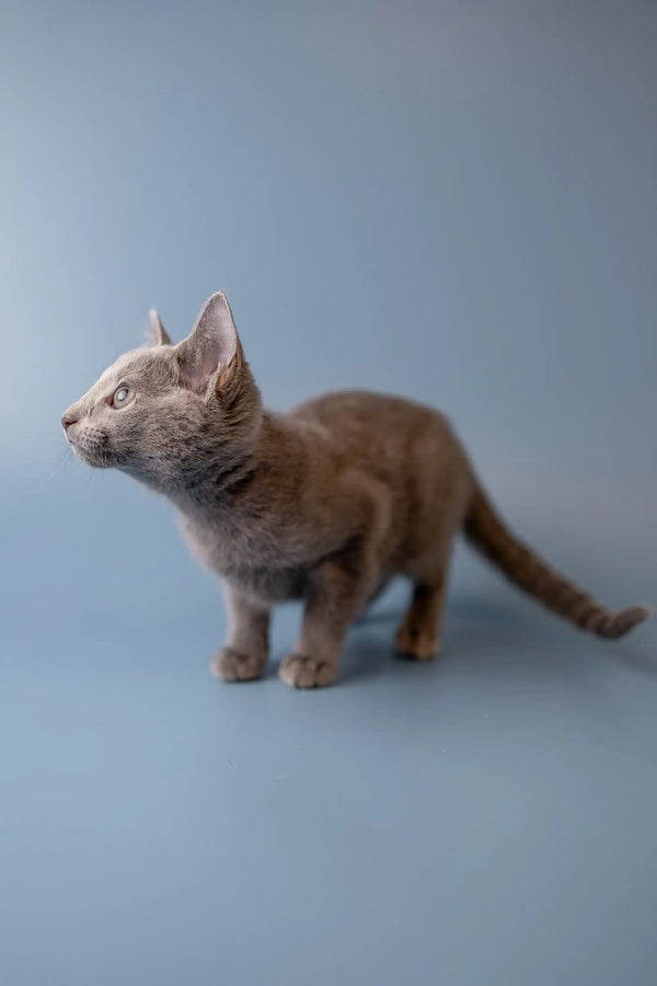 Gray Russian Blue kitten standing alert with perked ears, ready for fun
