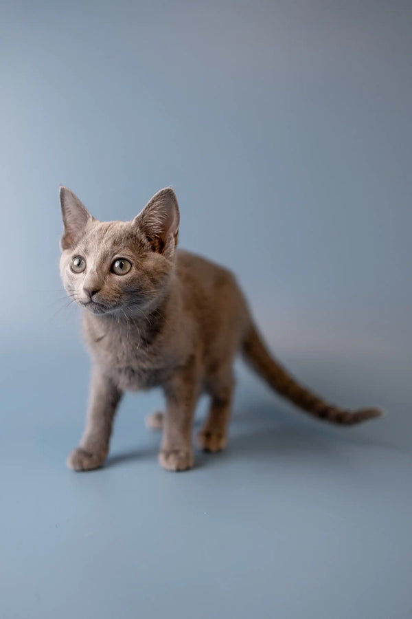 Tan kitten with alert eyes and perked ears, perfect for a Russian Blue vibe