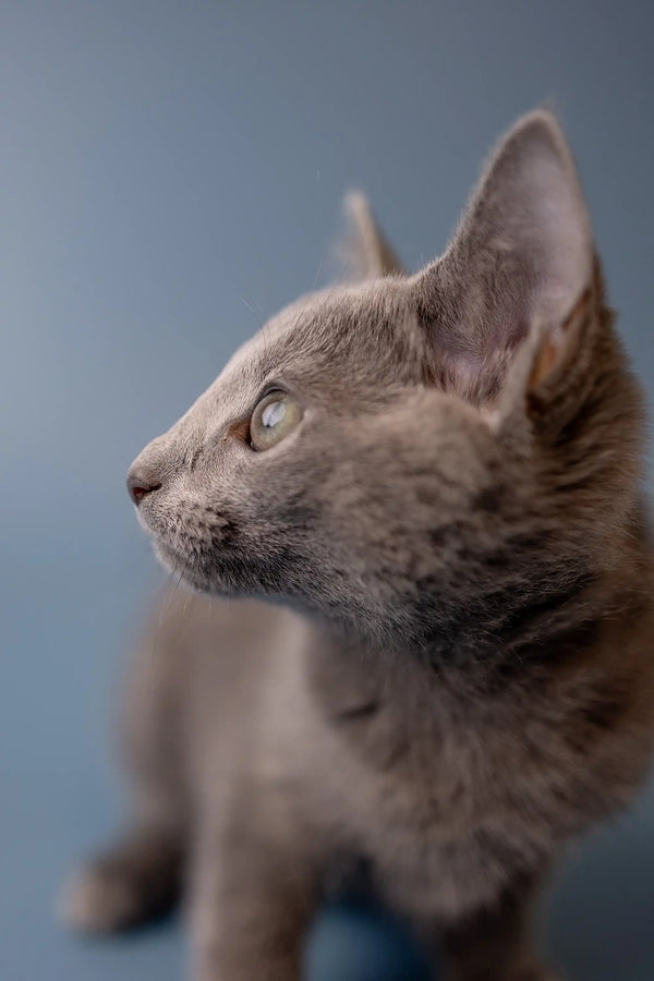 Cute Gray Russian Blue Kitten with alert ears and a focused gaze, perfect companion