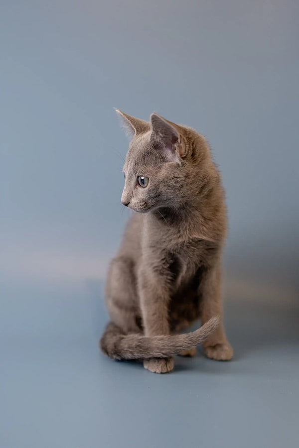Gray Russian Blue kitten sitting upright with a super alert expression