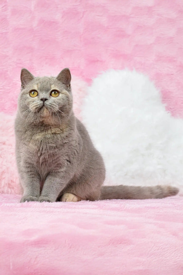 Gray British Shorthair kitten named Wendy with cute round face and plush fur