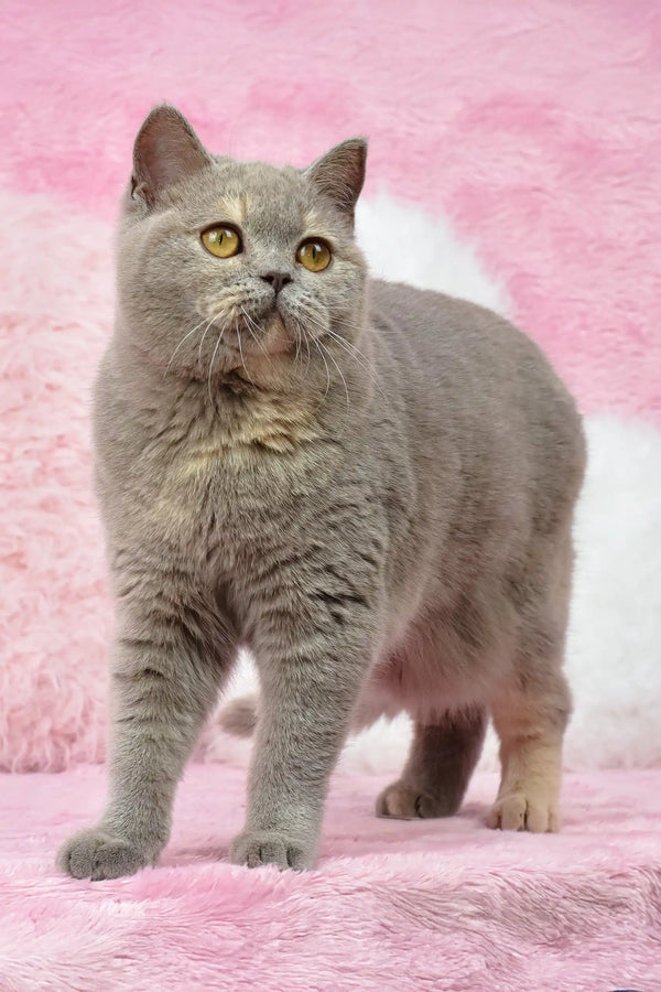 Gray British Shorthair cat named Wendy cuddling as a playful kitten