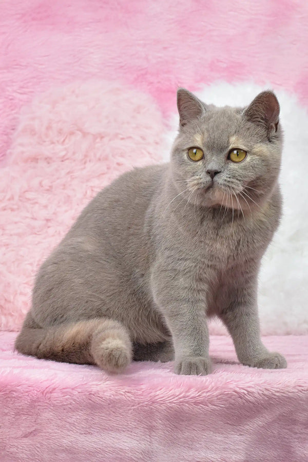 Gray British Shorthair cat named Wendy from British Shorthair Kitten collection