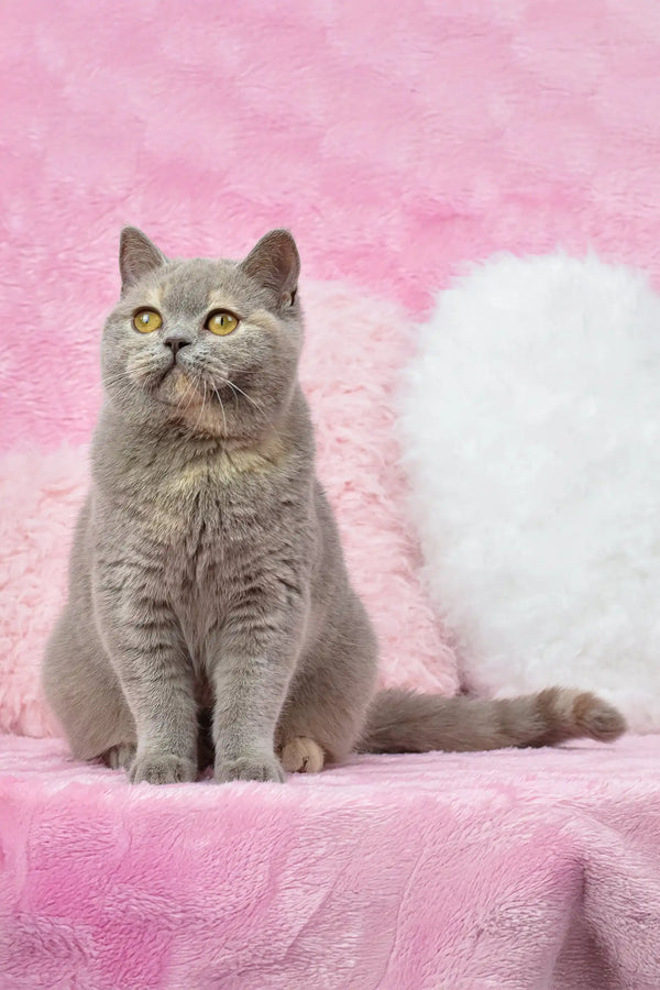Gray British Shorthair kitten named Wendy ready to be your new furry friend