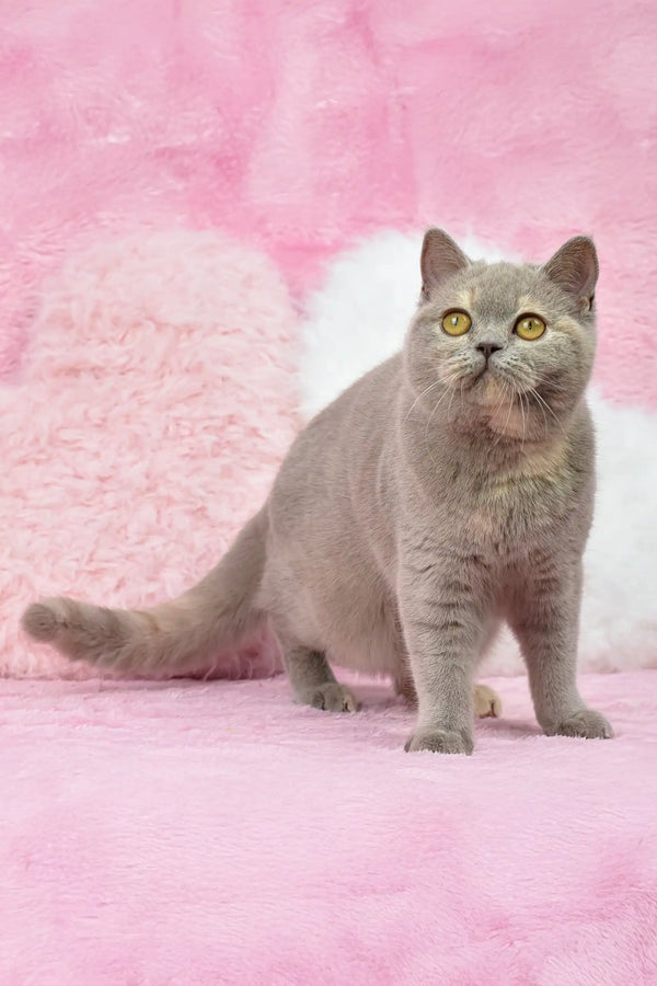Gray British Shorthair cat from Wendy | British Shorthair Kitten product line