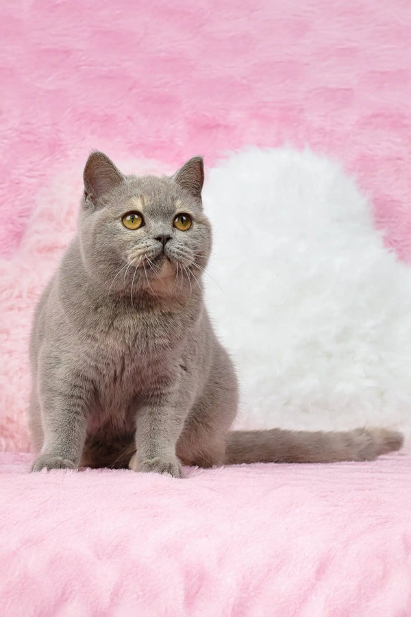 Gray British Shorthair cat named Wendy in a cute kitten pose for sale