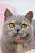 Gray British Shorthair kitten named Wendy with striking golden eyes