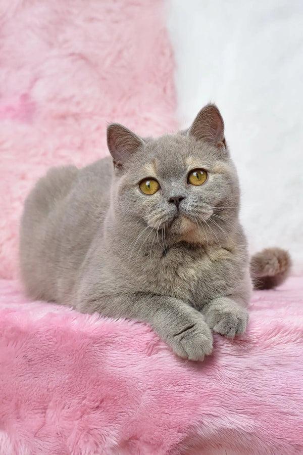 Gray British Shorthair kitten named Wendy with striking golden eyes