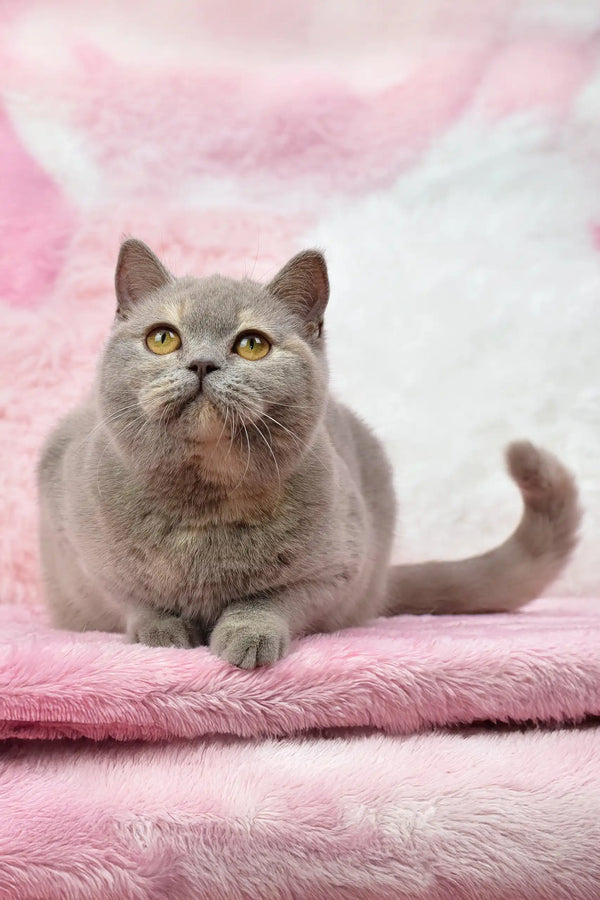Gray British Shorthair kitten named Wendy with striking yellow eyes