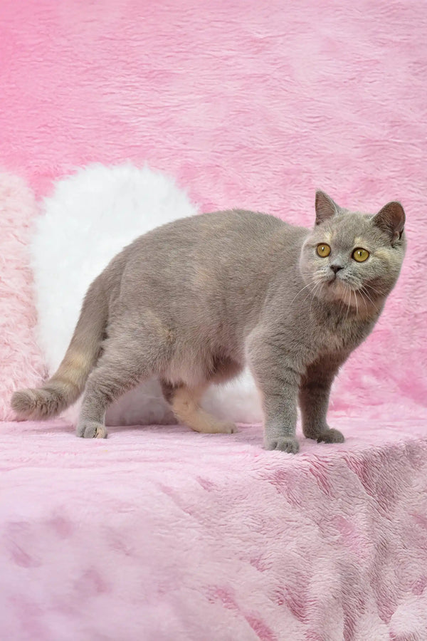 Gray British Shorthair kitten named Wendy with striking yellow eyes