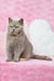 Gray British Shorthair kitten named Wendy with bright yellow eyes