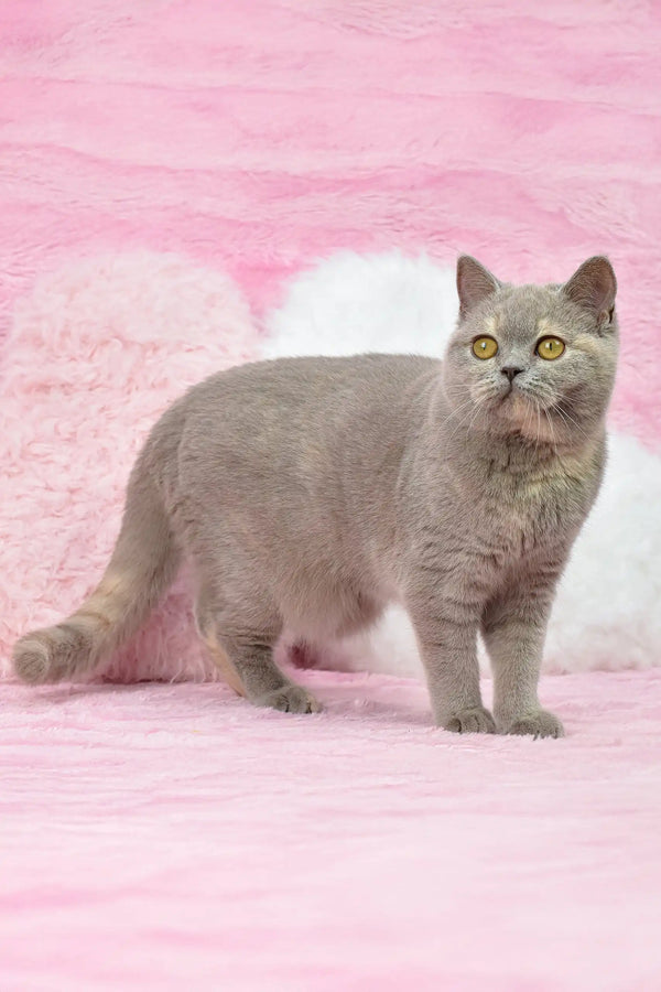 Lilac British Shorthair kitten Wendy looking adorable in a cozy setting