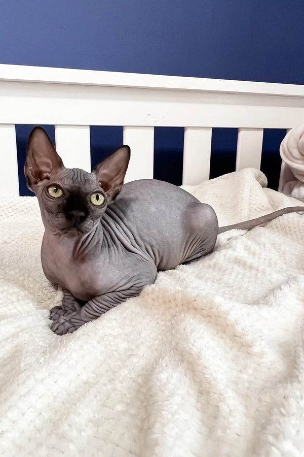 Adorable Wendy, a Hairless Canadian Sphynx Kitten with big ears