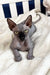 Hairless Canadian Sphynx kitten named Wendy with striking yellow eyes