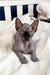 Wrinkled hairless Sphynx cat named Wendy in cute kitten pose