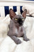 Cute Wrinkled hairless Sphynx cat in Wendy Canadian Sphynx Kitten product image