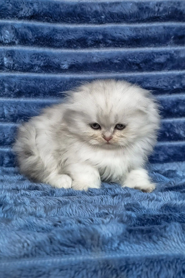 Wendy | scottish fold longhair kitten