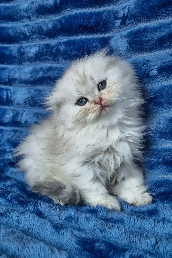 Wendy | scottish fold longhair kitten