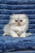 Wendy | scottish fold longhair kitten