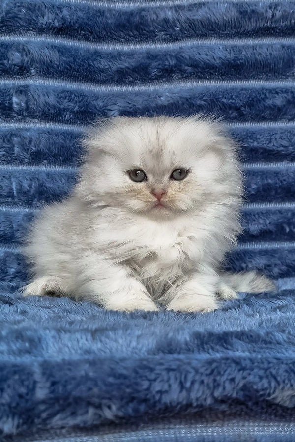 Wendy | scottish fold longhair kitten