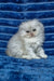 Wendy | scottish fold longhair kitten
