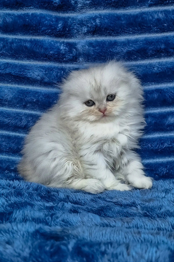 Wendy | scottish fold longhair kitten