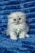 Wendy | scottish fold longhair kitten