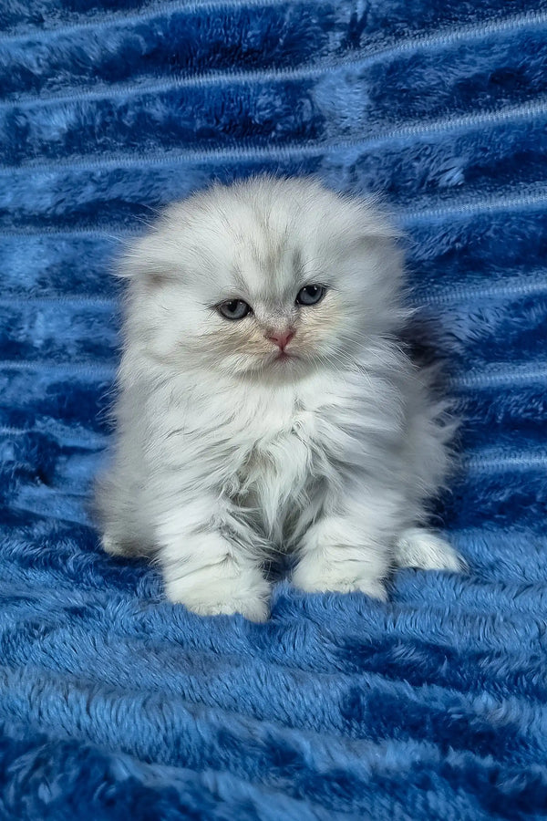 Wendy | scottish fold longhair kitten