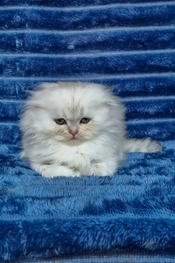 Wendy | scottish fold longhair kitten